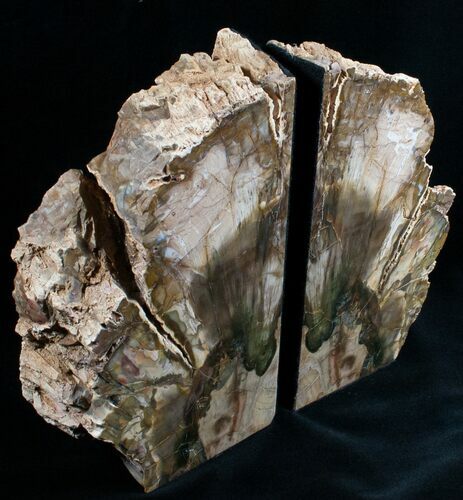 Petrified Wood Bookends - Tall #6481